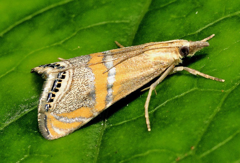 7 Crambidae - Euchromius bella